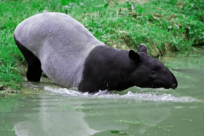 ratgeber-tapir-2.png